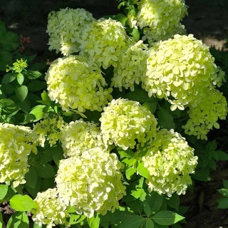 Hortensja bukietowa 'Little Spooky' 2L