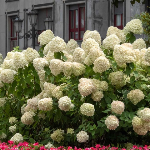 Hortensja bukietowa 'Panatella' 2L