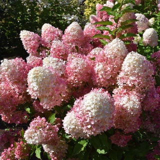 Hortensja bukietowa 'Pink Princess' 2L