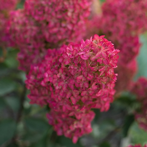 Hortensja bukietowa 'Wim's Red' 2L