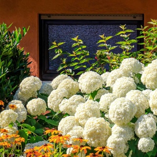 Hortensja drzewiasta 'Golden Annabelle' 3L