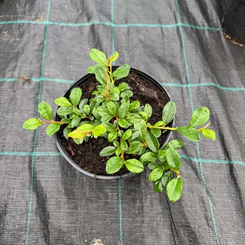 Irga Dammera 'Major' 2L