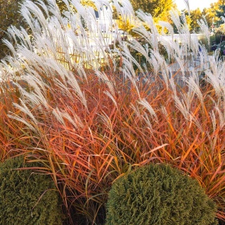 Miskant chiński 'Purple Fall' P9(0,5L)