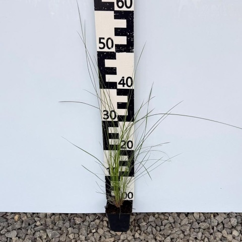 Miskant chiński 'Purple Fall' P9(0,5L)