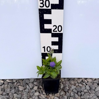 Rozwar wielokwiatowy 'Astra Blue' P9(0,5L)