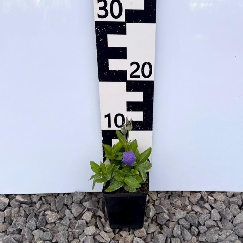 Rozwar wielokwiatowy 'Astra Blue' P9(0,5L)