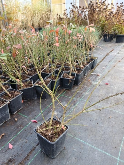 Trzmielina oskrzydlona 'Compacta' P9(0,5L)