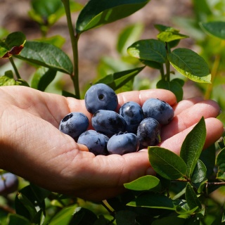 Zestaw Borówka amerykańska 70 szt 4L 4-letnie (25 x Chandler, 25 x Bluecrop, 20 x Duke) Paleta
