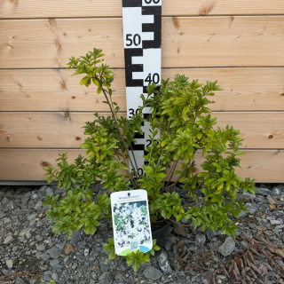 Azalia japońska 'Adonis' 2L