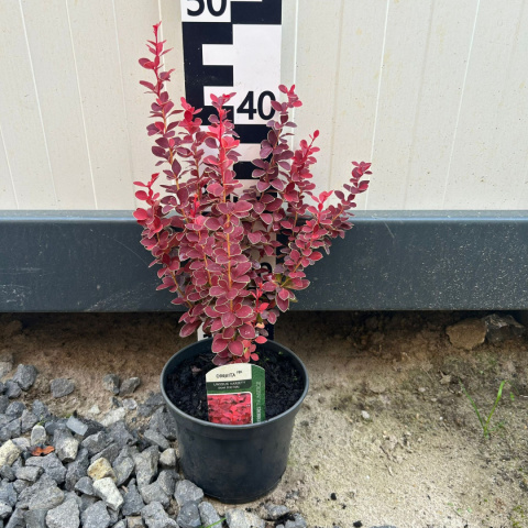 Thunberg's barberry 'Chiquita' 2L