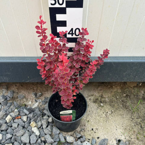 Thunberg's barberry 'Chiquita' 2L