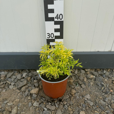 Elderberry 'Golden Tower' 2L