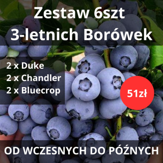 Zestaw Borówka amerykańska od wczesnych do późnych (2 x Duke, 2 x Chandler, 2 x Bluecrop)