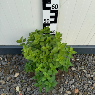 Hortensja bukietowa 'Dentelle de Gorron' 5L