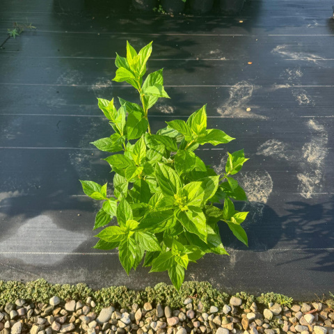 Hortensja bukietowa 'Little Lime' C2