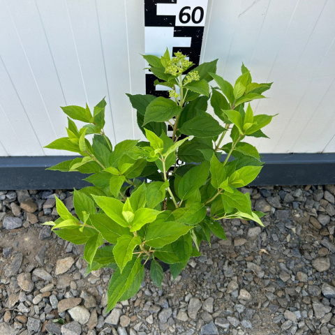 Hortensja bukietowa 'Little Lime' C2