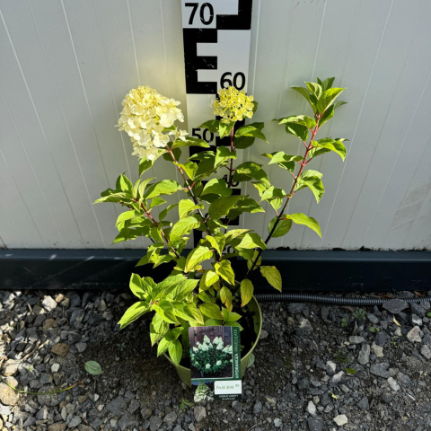 Hortensja bukietowa 'Polar Bear' 5L