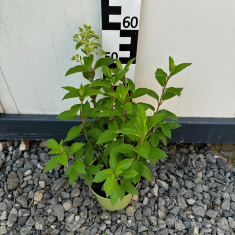 Hortensja bukietowa Sundae Freise 'Rensun' 3L