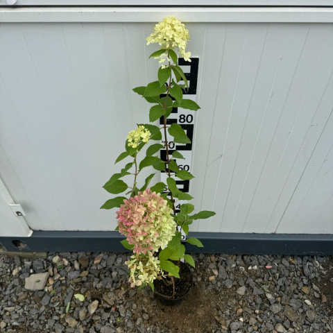 Hortensja bukietowa 'Vanille Fraise' 2L