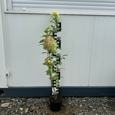 Hortensja bukietowa 'Vanille Fraise' 2L