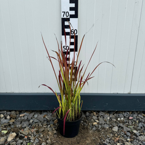 Imperata cylindryczna 'Red Baron' 2L