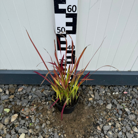 Imperata cylindryczna 'Red Baron' 2L