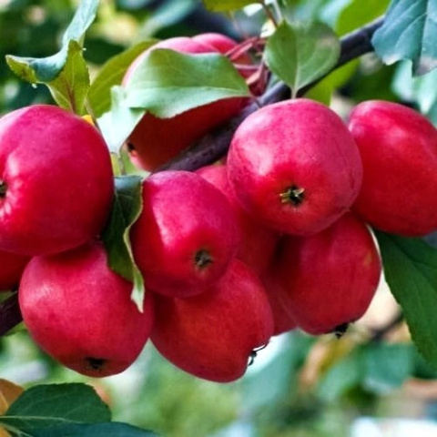 Jabłoń kolumnowa 'Red Spring'