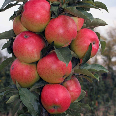 Columnar apple tree 'Vesna'