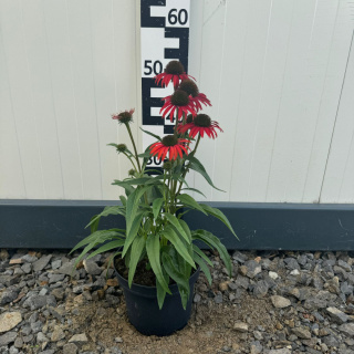 Jeżówka 'Fountain Red' 3L