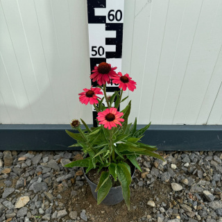 Jeżówka 'Meditation Cerise' 3L