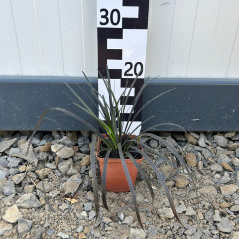 Ophiopogon planiscapus 'Niger' P9