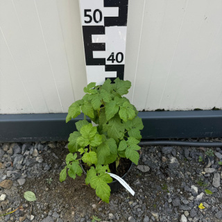 Malina bezkolcowa 'Glen Ample’ 2L