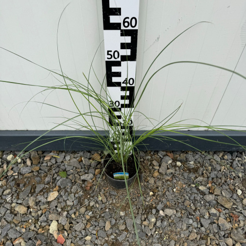 Chinesischer Miscanthus 'Gracillimus' 2L