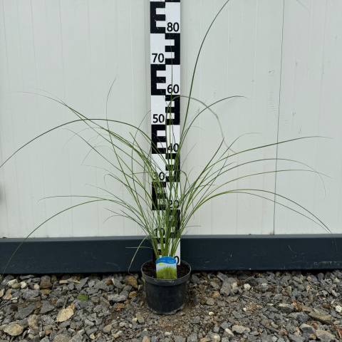 Chinesischer Miscanthus 'Gracillimus' 2L