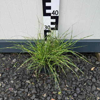 Miskant chiński 'Strictus Dwarf' 1,5L