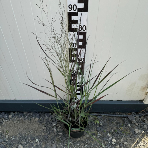 Switchgrass millet 'Purple Breeze' 2L