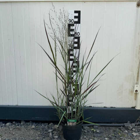 Switchgrass millet 'Purple Breeze' 2L