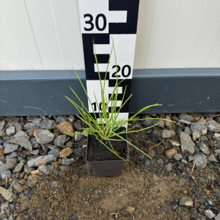 Sesleria jesienna P9(0,5L)