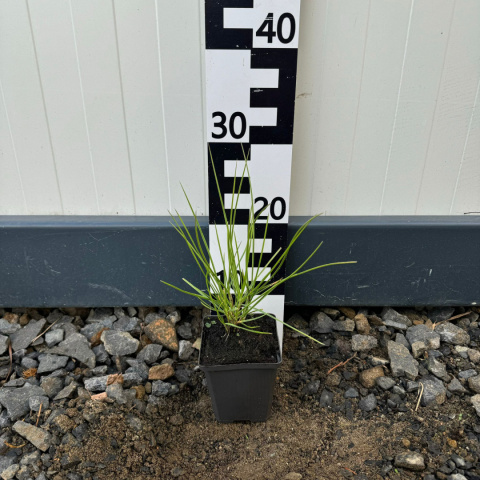 Sesleria jesienna P9(0,5L)