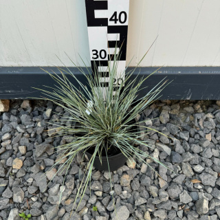 Stipa 'Gigantea' 3L