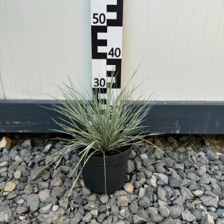 Stipa 'Gigantea' 3L