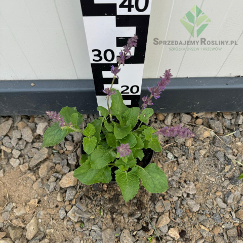 Szałwia 'Purple Rain' 2L