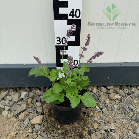 Szałwia 'Purple Rain' 2L