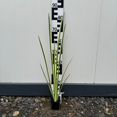 Calamus 'Variegata' P9 (0,5L)