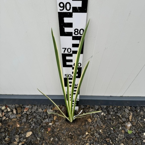 Calamus 'Variegata' P9 (0,5L)