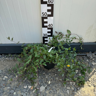 Japanese Honeysuckle 'Purpurea' 2L