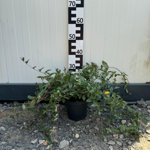 Japanese Honeysuckle 'Purpurea' 2L