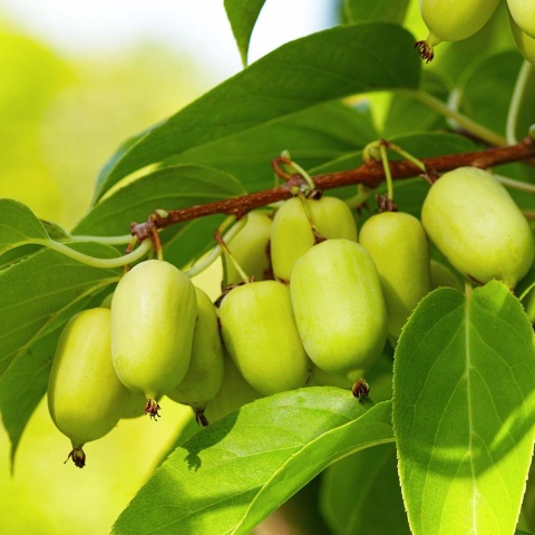 Aktinidia Issai P9(0,5L)