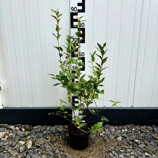 Borówka Amerykańska Bluecrop 3-Letnie C2