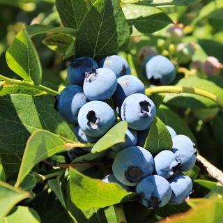 Borówka Amerykańska Duke 3-Letnie C2